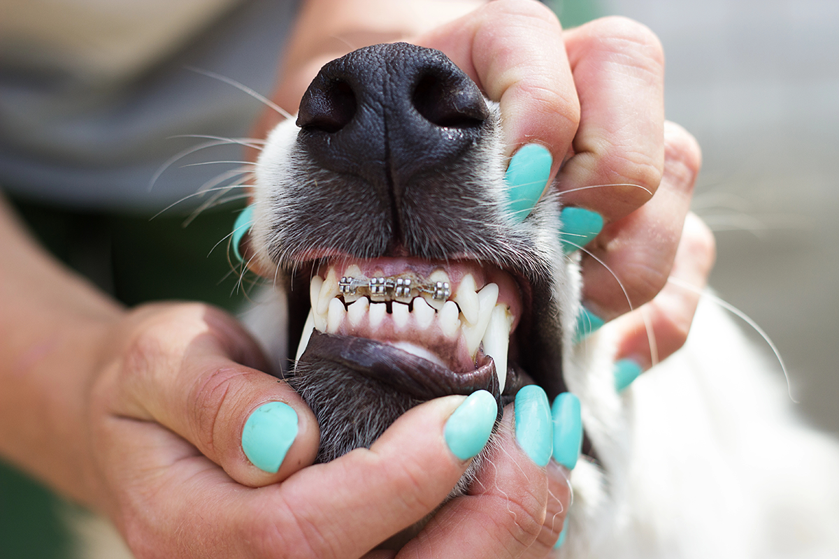 A Ortodontia Canina: uma abordagem revolucionária no cuidado dental dos pets
